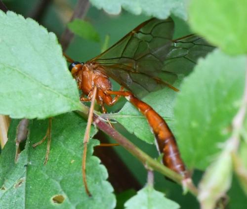 Enicospilus sp.